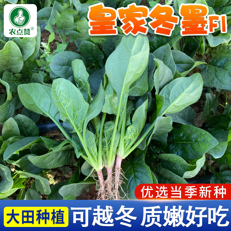 [秋冬可种]耐寒大叶菠菜种子