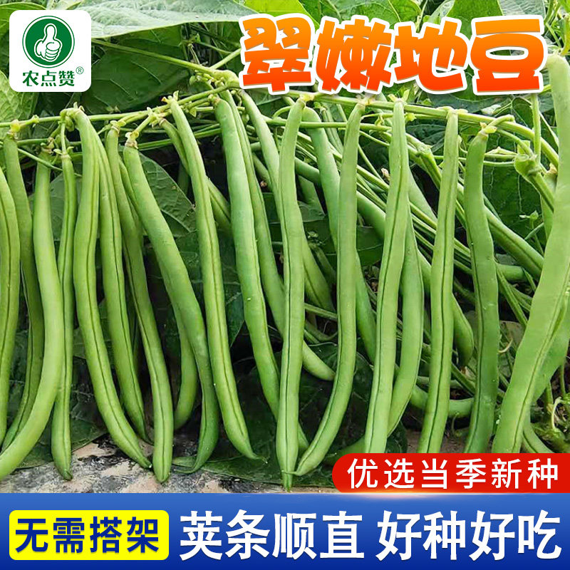 不搭架豆角种子无筋四季豆种籽矮生豇豆籽美国无架豆地豆种子大全