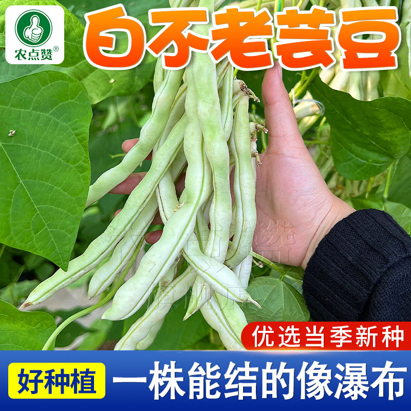 九粒白豆角种子芸豆籽种