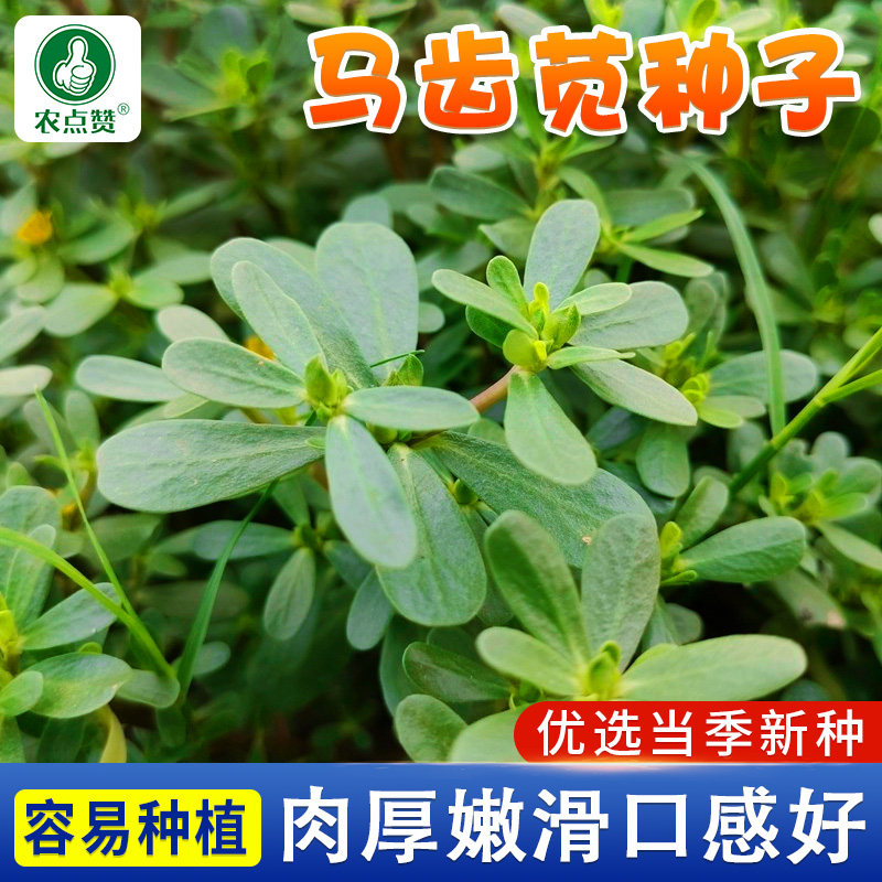 马齿苋种子适合夏天耐热中药材野生五行草长命菜蚂蚱菜马齿菜种籽