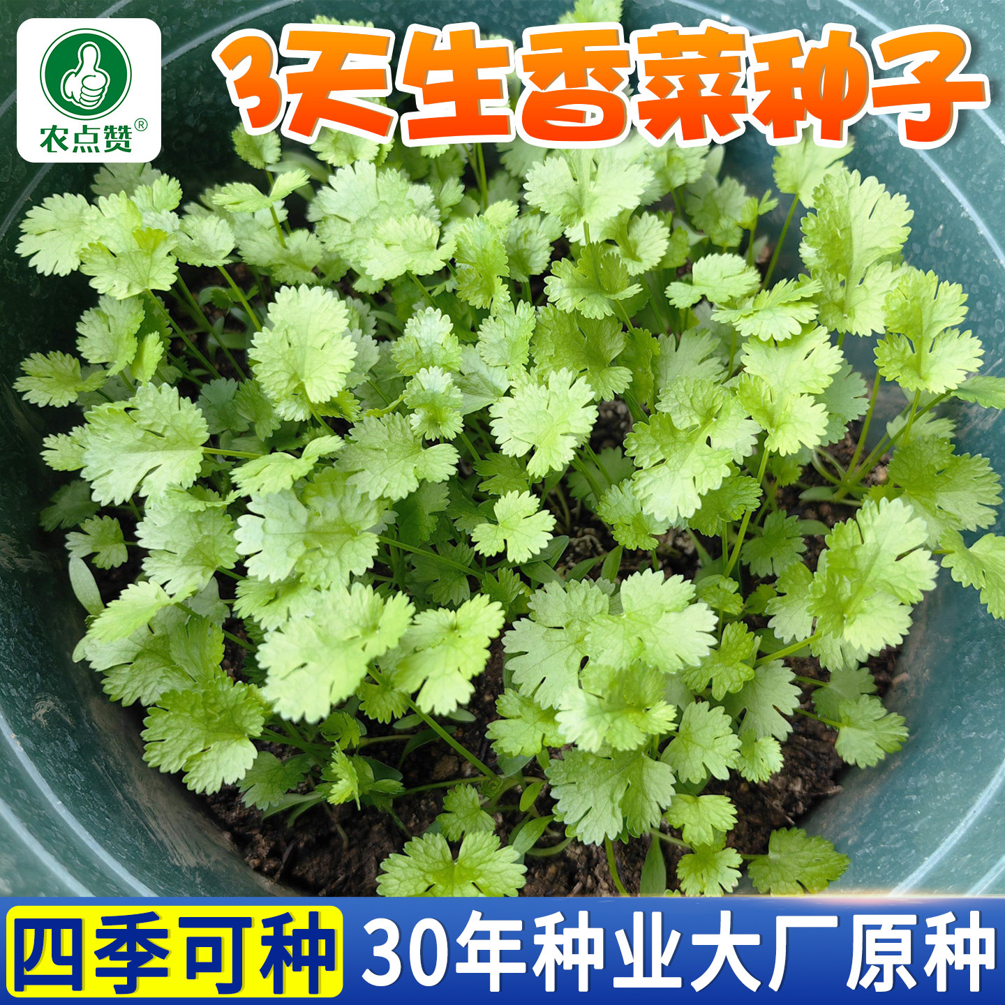 四季香菜种子老品种抗热耐寒小大叶香菜籽种阳台盆栽蔬菜芫荽种子