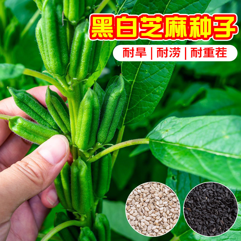黑芝麻种子出油率高生芝麻籽种老品种高油黄白芝麻种籽可大田种植