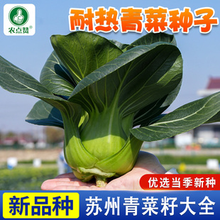 青菜种子大全抗热矮脚苏州青籽种小白菜种子黑叶油菜四季 蔬菜种子