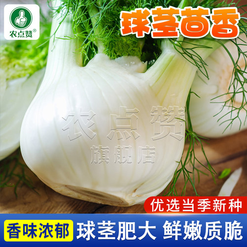 [四季种植]球茎茴香种子