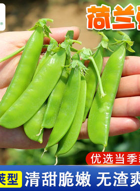 农点赞四季老品种荷兰豆种籽