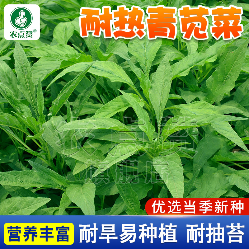 苋菜种子大全青柳叶苋菜籽种小叶花红汗菜白汉菜老品种红现菜种籽