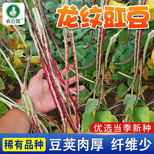 [30年种业大厂]龙纹豆角豇豆种子