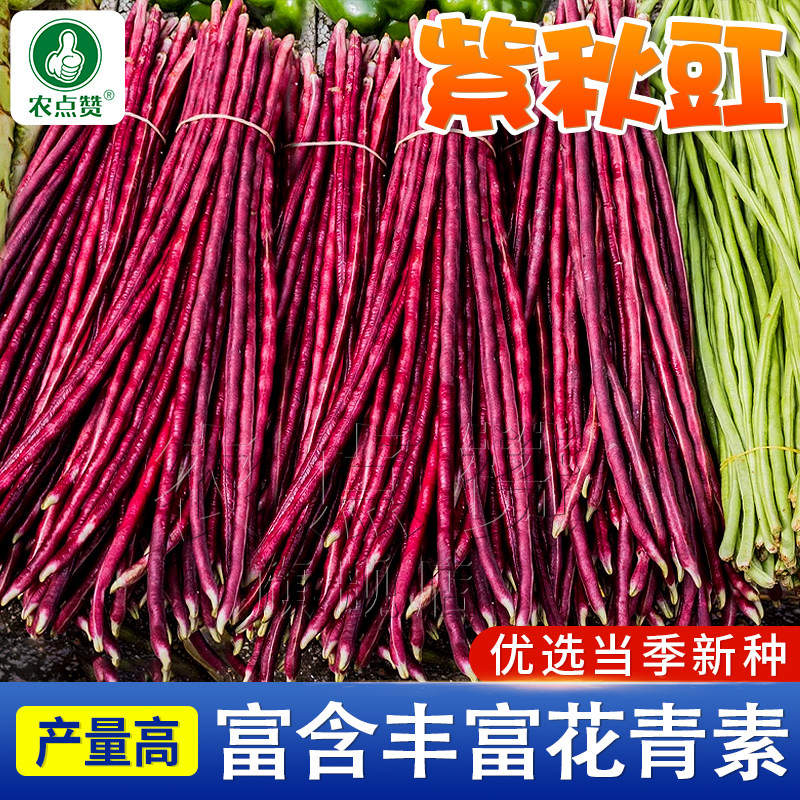 紫豆角种子紫色红豇豆种紫四季种植丰产花红豆角种孑紫红豇豆籽种