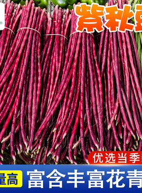 紫豆角种子紫色红豇豆种紫四季种植丰产花红豆角种孑紫红豇豆籽种
