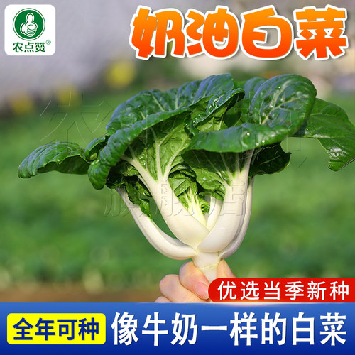 四季奶油小白菜速生矮脚