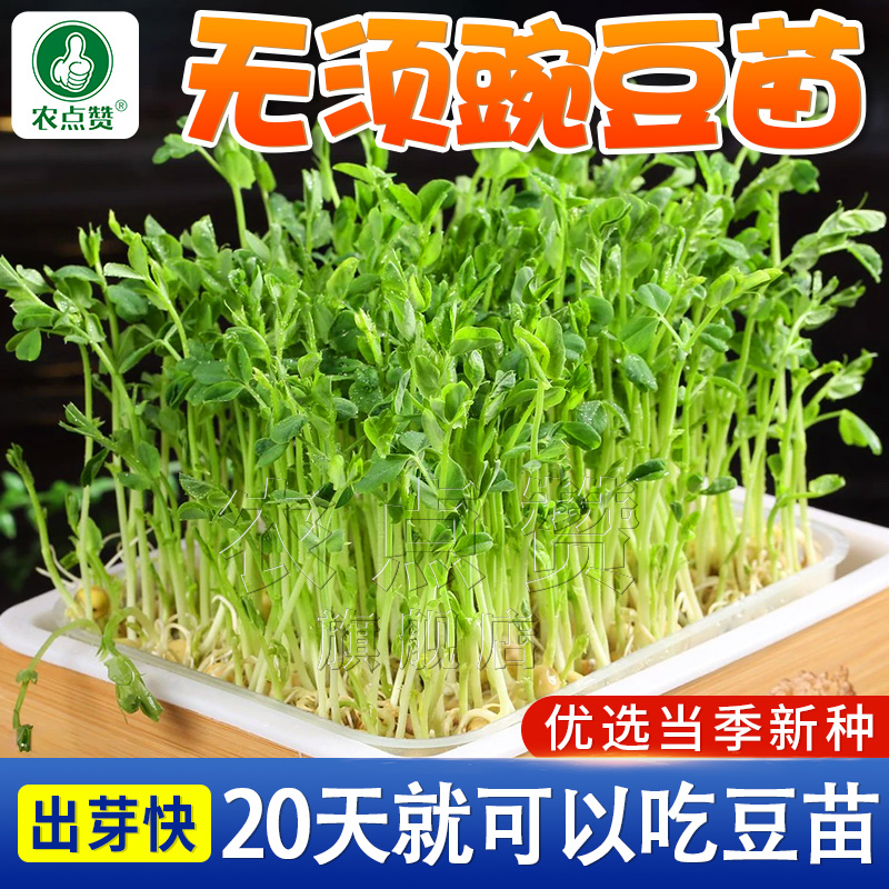 无须豌豆尖种籽吃苗水培豌豆苗芽苗菜种孑荷兰豆子阳台菜苗秋冬季