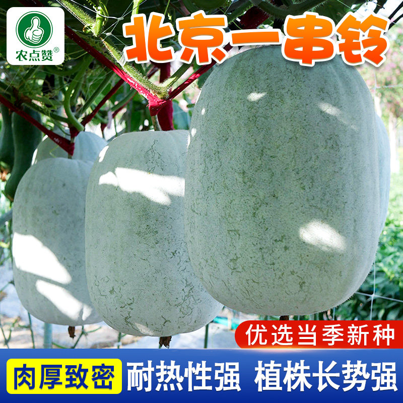 北京一串铃冬瓜种籽早熟粉白皮冬瓜子四季嫩绿庭院蔬菜种孑