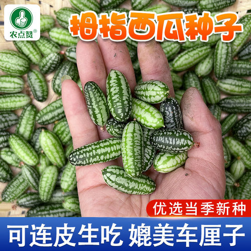 [迷你小西瓜]拇指西瓜种籽