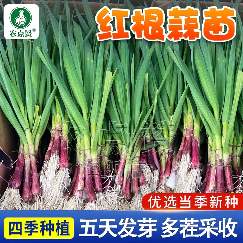 农点赞红根蒜苗种籽大蒜种孑