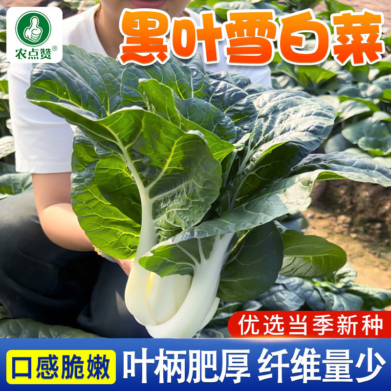 黑叶雪白菜种子奶白菜种孑阳台矮脚青菜大白菜籽种四季易种蔬菜籽