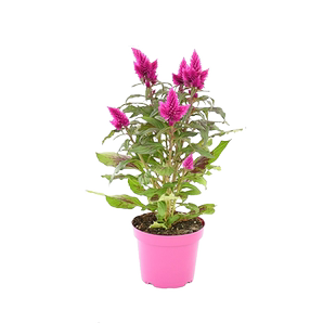 火炬鸡冠花种籽阳台盆栽花卉种子春播夏秋开花一年生庭院花卉种孑