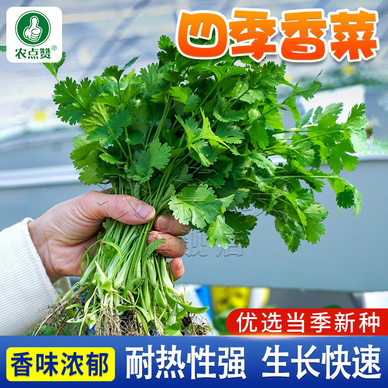 四季香菜种籽小叶香味浓郁