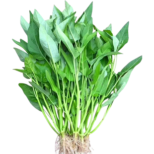 空心菜种子大全三叉空心菜籽种柳叶空心菜籽大叶春夏耐热蔬菜种子