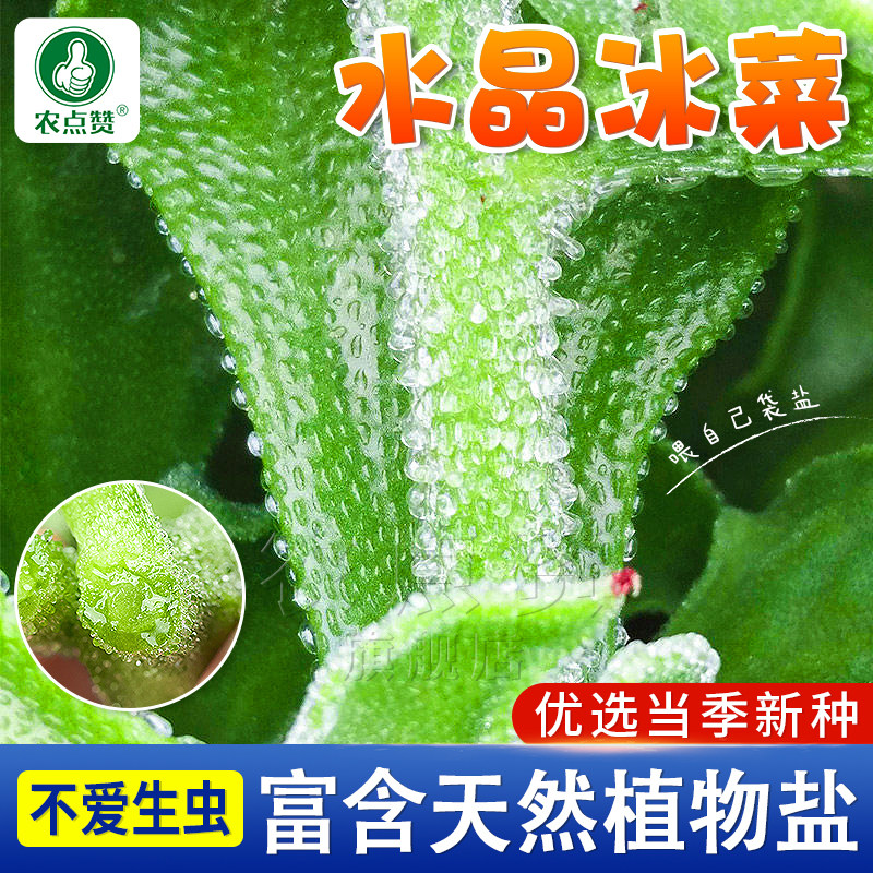 四季水晶冰草冰菜种子盆栽冰菜籽种孑苗子冰菜籽种阳台种植蔬菜种