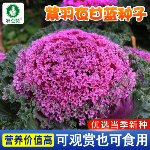 [30年种业大厂]紫羽衣甘蓝种子