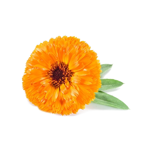 多彩金盏菊种籽长生菊花籽室内庭院花卉超长花期阳台盆栽草花种孑