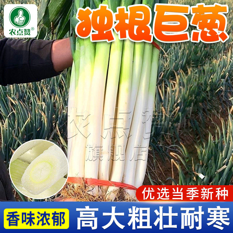 章丘大葱种子抗寒铁杆葱种籽四季葱种特大孑葱籽青菜蔬菜种大全