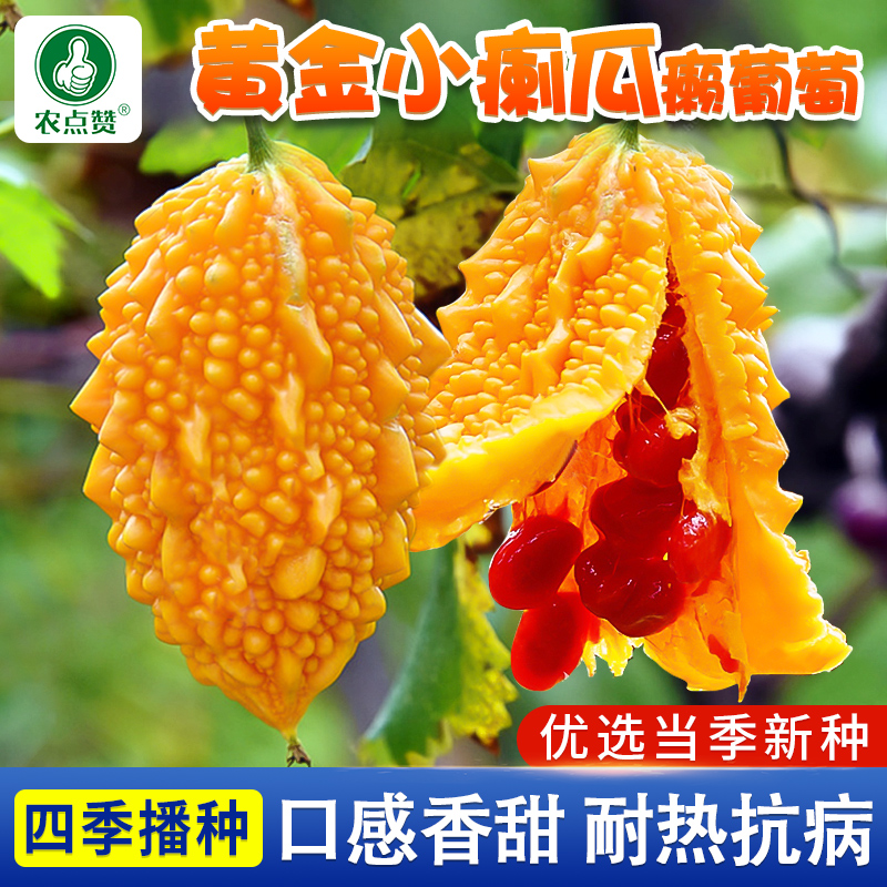 黄金小癞瓜种子癞葡萄种籽白色水果甜藤蔓苦瓜籽金铃子黄金瓜种孑