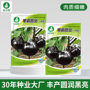 [大田种植]黑霸圆茄种子黑圆茄子种籽圆形茄子籽种紫茄子种子大全