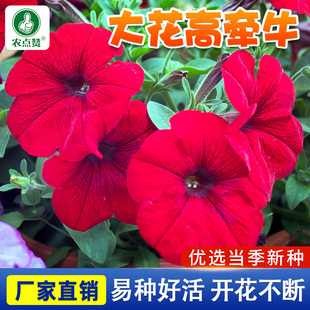 牵牛花种籽室外爬藤爬墙喇叭花种子春夏超长花期庭院阳台花卉种孑