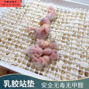 雏鸟防滑垫鹦鹉网漏屎垫子出壳超软乳胶站垫鹦鹉站网幼鸟用品垫网