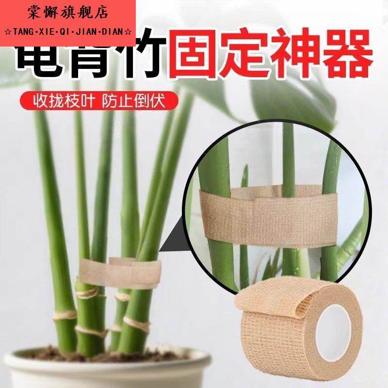龟背竹固定神器支撑植物花架防倒伏绿植花卉聚拢定型器胶布带