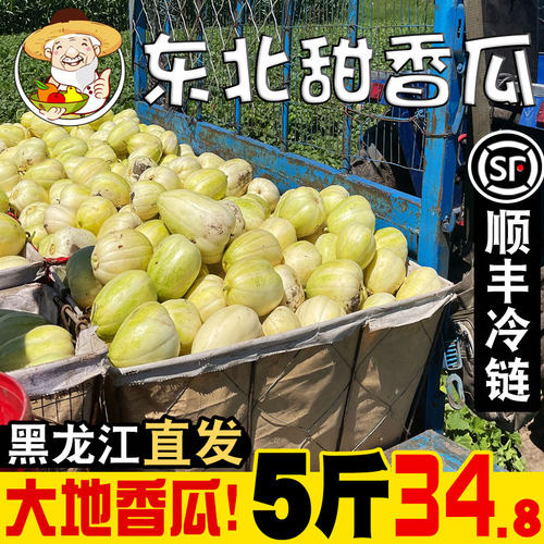 顺丰冷链！黑龙江甜香瓜头茬直发