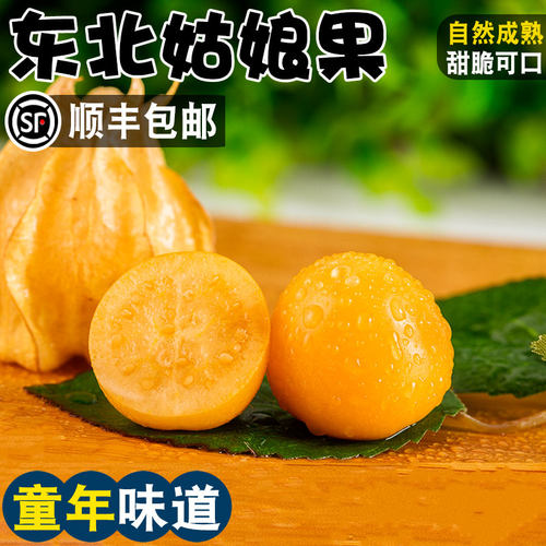 顺丰冷链东北姑娘果黑土种植现摘
