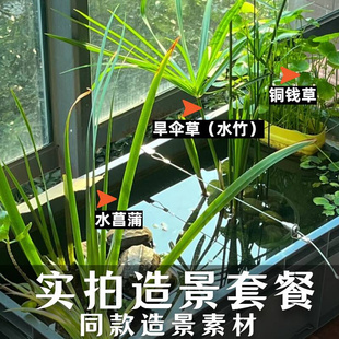 铜钱草沼泽过滤套餐养龟鱼组合净化水质懒人水生植物 水竹 水菖蒲