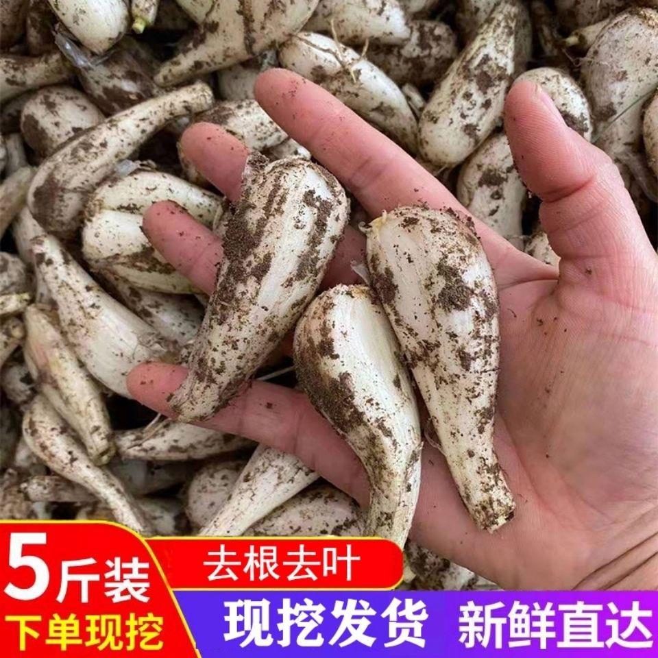 藠头新鲜四川茭头农家自种新鲜荞头叫头野生大教头包邮