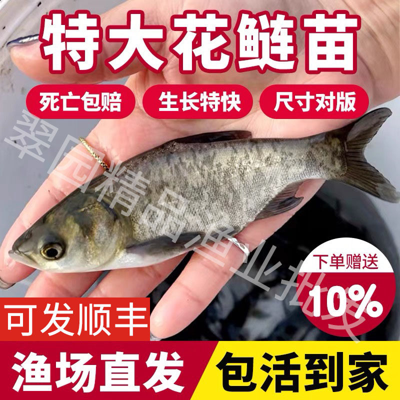白鲢鱼苗大头鱼胖头鱼花鲢鱼苗鳙鱼苗雄鱼苗食用淡水养殖包邮活