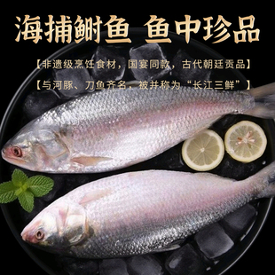 进口海捕缅甸鲥鱼新鲜活冷冻特大三黎鱼三来鱼云鲥越南鲥酒店宴席