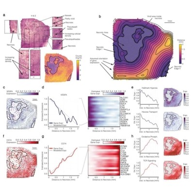 流式数据分析处理细胞周期增殖凋亡Flowjo做图数据处理与科研绘图
