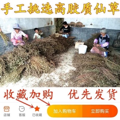 仙草 新鲜草干叶仙草冻黑凉粉草干烧仙草粉汁正宗仙人特产福建