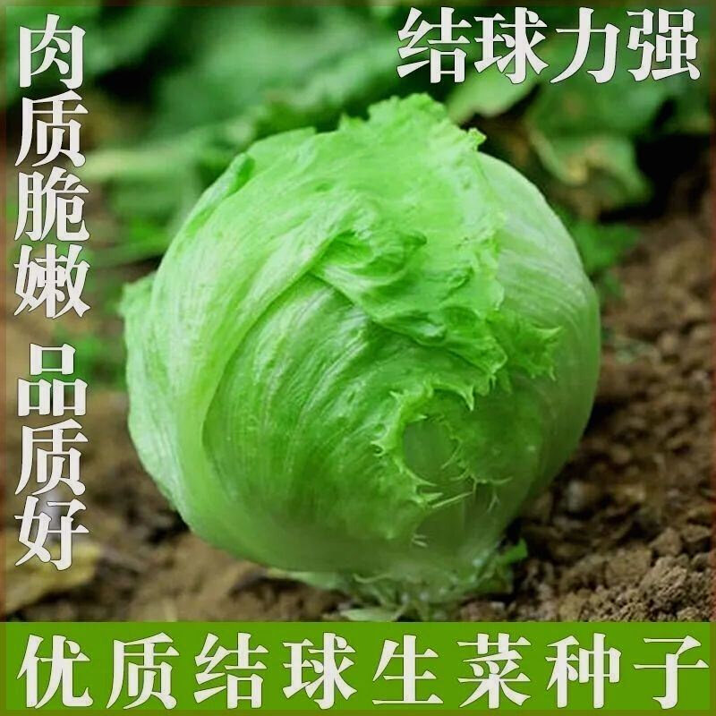 球形生菜种子圆生菜专用夏秋春食用生菜种籽种子球生菜生菜种子