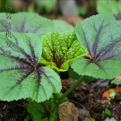 春秋冬寒冬季耐种籽菜寒冬葵野菜种马蹄菜高钙菜阳台盆栽蔬菜种孑