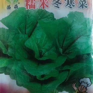 种子冬寒菜园均可种 糯米冬菜盆栽阳苋菜种子寒菜四季 首单直降