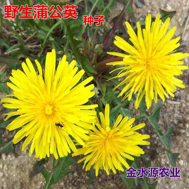 蒲公英种子婆婆丁苦菜曲麻菜面条菜马齿苋荆芥种子野菜种子