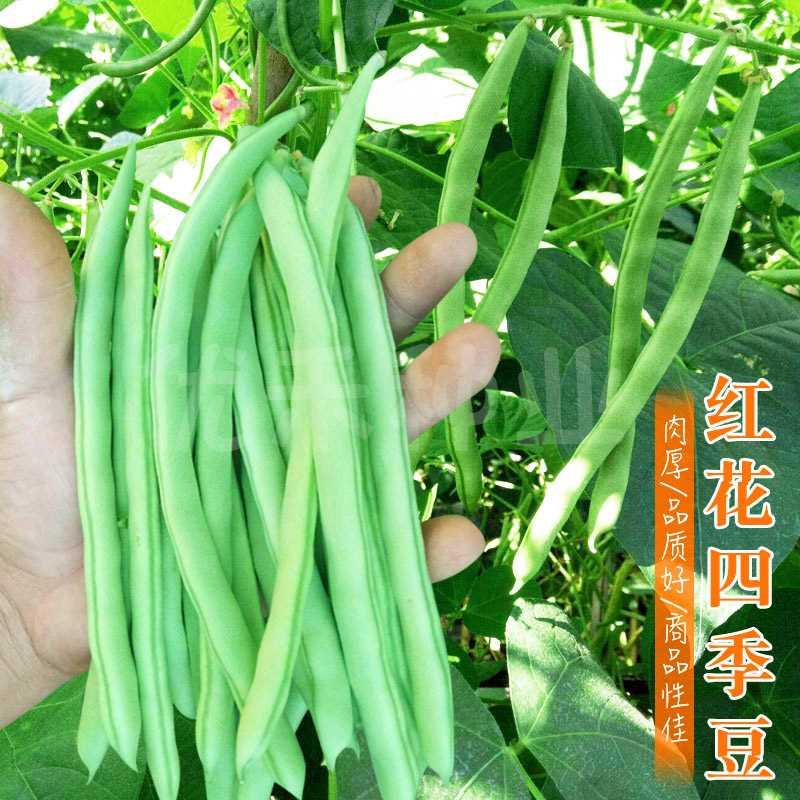 豆豆架四季豆红花无筋角种籽四季播早熟架芸豆种阳台盆栽蔬菜种孑