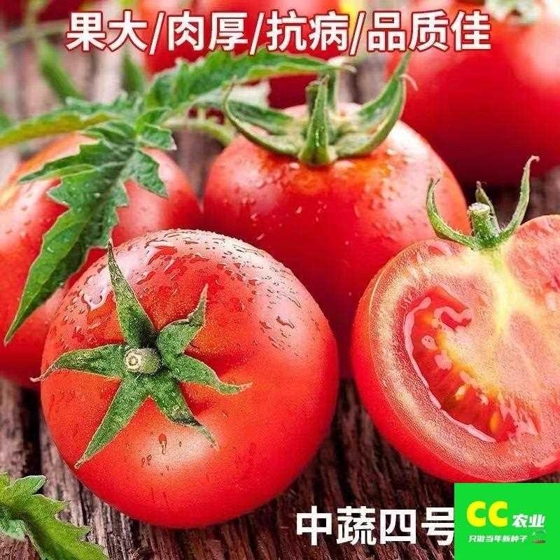 果粉四号蔬菜种子中蔬大番茄阳台盆栽果蔬庭院四季种植西红柿种子