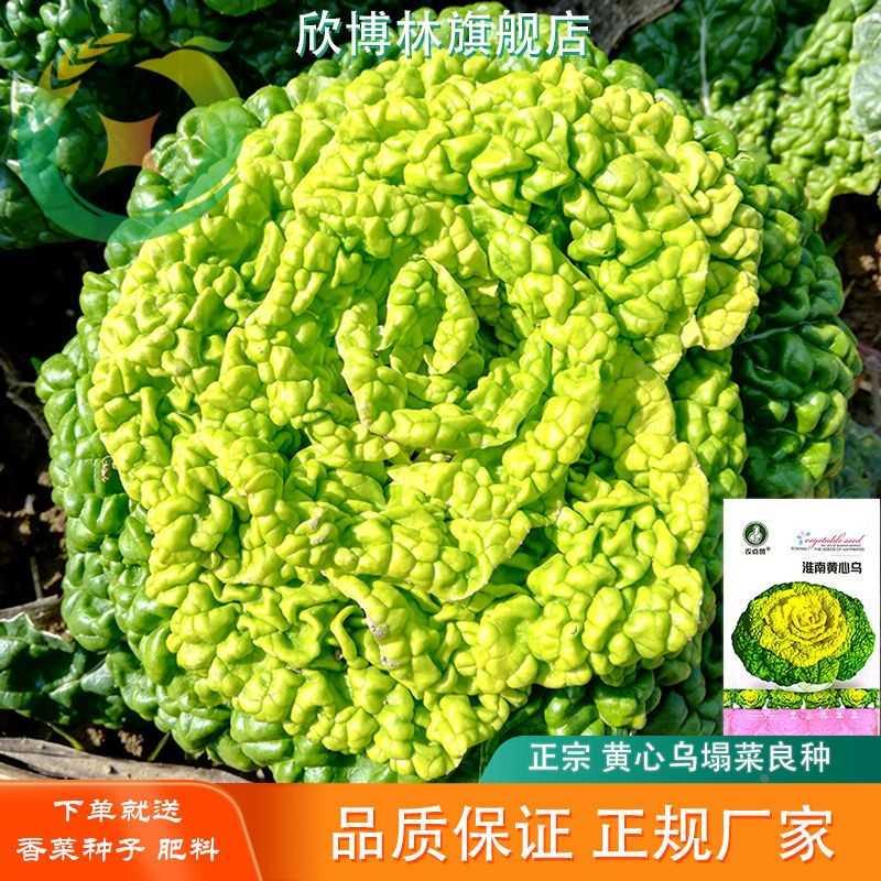 乌塌菜种子黄心黄耐寒心菜种籽菊花心菜籽种易种黄金乌蔬菜种子