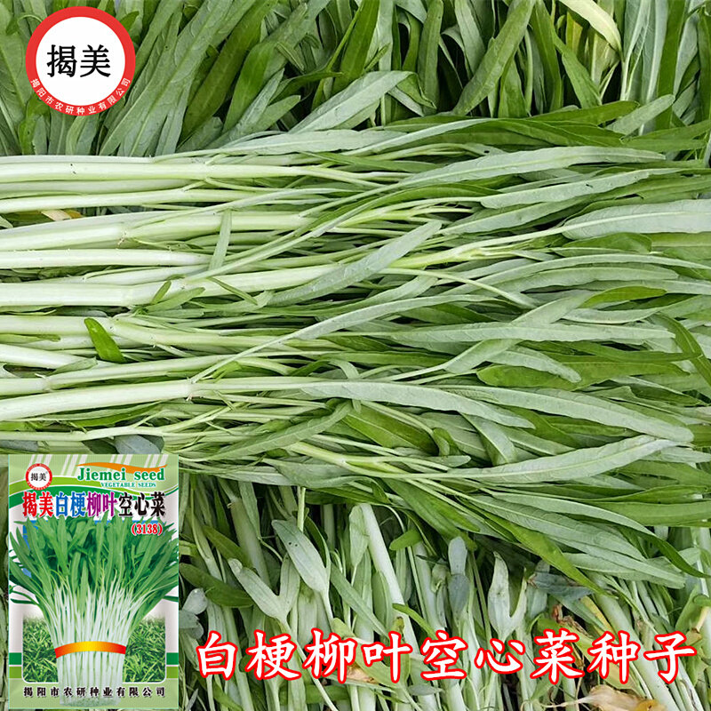 20克500克白梗柳叶种子白骨通空心菜 心菜雍菜籽阳台田园易种蔬菜