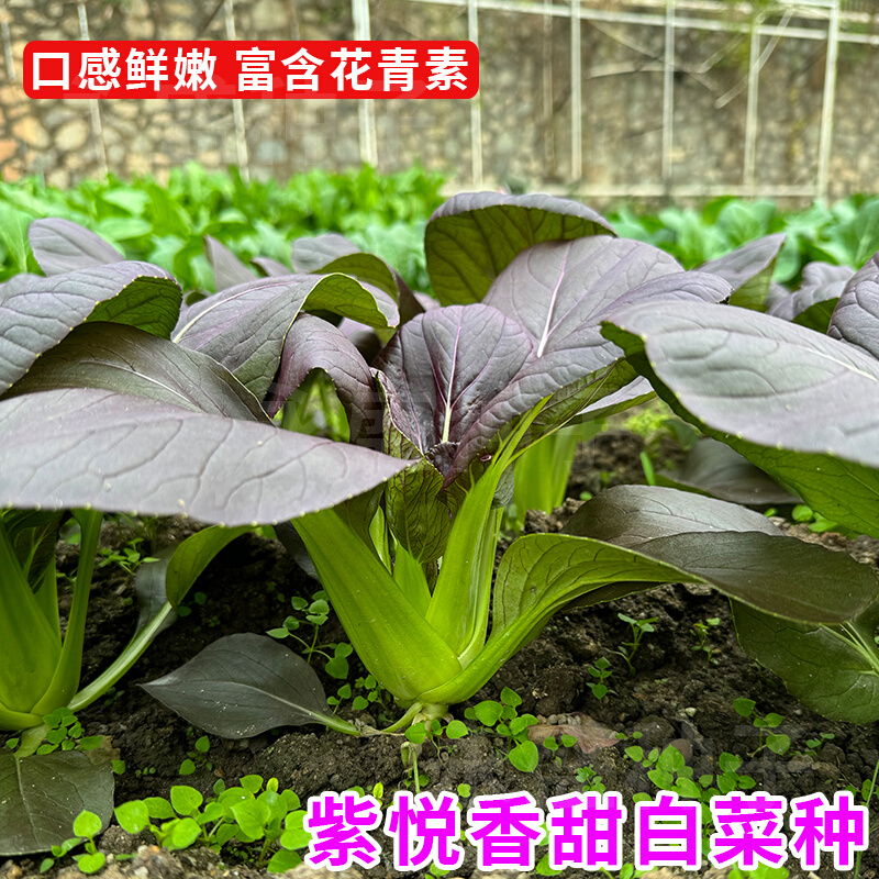 紫悦白菜种子香甜紫色小白菜种籽四季小青菜油菜籽种农家蔬菜种孑