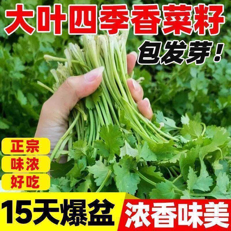 四季叶菜香菜种子老品种春秋季阳台大小叶香菜种子耐寒耐热