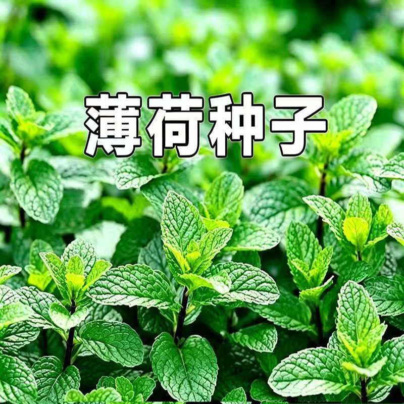 薄荷菜籽芳香香草种籽庭院露地播种家庭阳台盆栽观赏食用植物种子图片